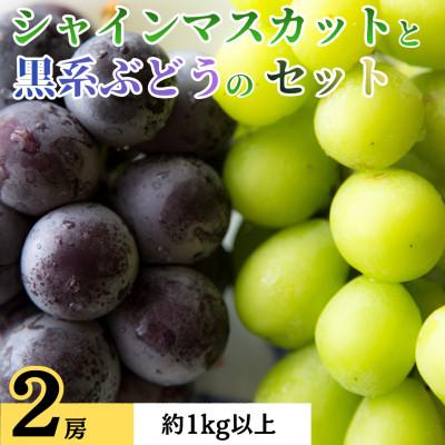 ふるさと納税 都留市 シャインマスカットと黒系ぶどう(藤稔・ピオーネなど)のセット 2房 約1.0kg以上