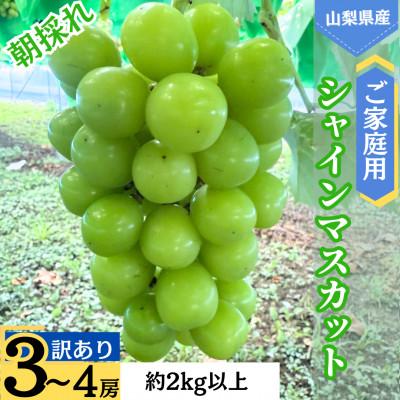 ふるさと納税 都留市 ご家庭用シャインマスカット「訳あり」 3〜4房 約2.0kg以上