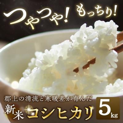 ふるさと納税 郡上市 令和7年産 郡上産こしひかり 5kg