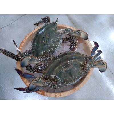 ふるさと納税 宇部市 [冷蔵]ワタリガニ メス 2杯 (約800g)