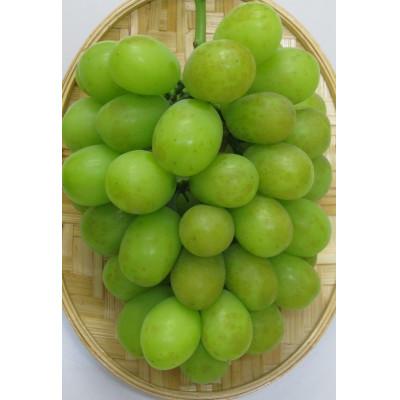 ふるさと納税 三豊市 [出荷量増大記念・感謝企画]ご家庭用シャインマスカット 約1.3kg以上(2〜3房)