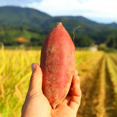 ふるさと納税 新庄市 栽培期間中、農薬・化学肥料不使用 『シルクスイート』1kg