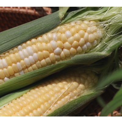 ふるさと納税 西尾市 朝採れ!とうもろこし2種セット「プレミアム味来&amp;ドルチェ」各5本