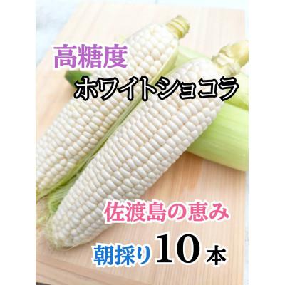 ふるさと納税 佐渡市 [2026年6月以降発送分]高糖度とうもろこし「ホワイトショコラ」10本 佐渡島産