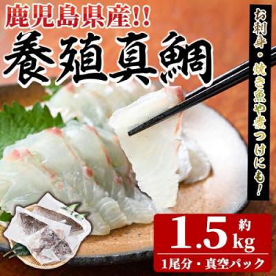 ふるさと納税 阿久根市 鮮度抜群!養殖 真鯛 約1.5kg(1尾分)[さるがく水産]akn028-08