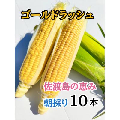 ふるさと納税 佐渡市 [2026年6月以降発送分]とうもろこし「ゴールドラッシュ」10本 佐渡島産
