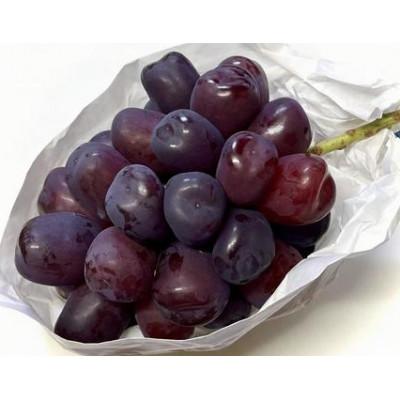 ふるさと納税 千曲市 [2026年先行予約]ぶどう 富士の輝 約1〜1.5kg(2房)