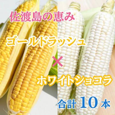 ふるさと納税 佐渡市 高糖度とうもろこし「ゴールドラッシュ」&amp;「ホワイトショコラ」各5本 食べ比べセット