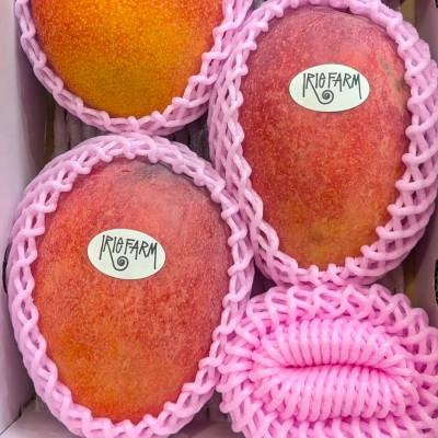 ふるさと納税 名護市 [2026年7月上旬から順次発送・家庭用]完熟アップルマンゴー約1kg(2〜3玉)