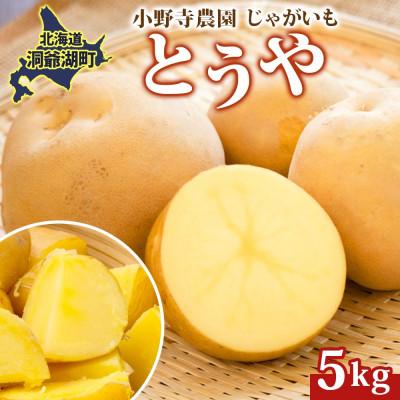ふるさと納税 洞爺湖町 じゃがいも とうや 5kg 先行受付 産地直送 北海道 洞爺湖 2026年9月下旬以降発送予定
