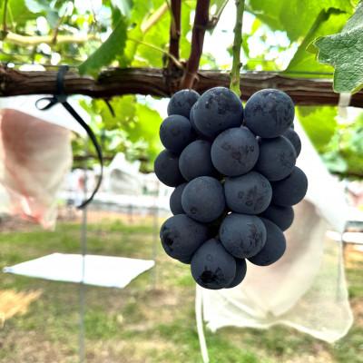 ふるさと納税 千曲市 【2026年先行予約】氷温保存ナガノパープル 900g以上(2房) |  | 01
