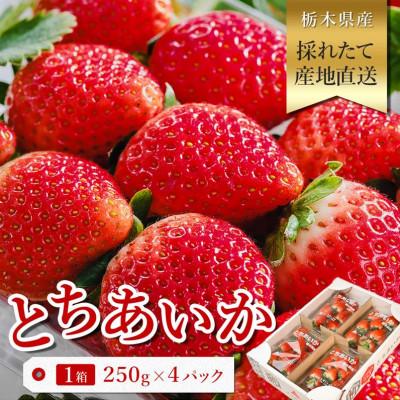 ふるさと納税 さくら市 [数量限定]いちご とちあいか 約1kg(約250g×4パック) 栃木県産