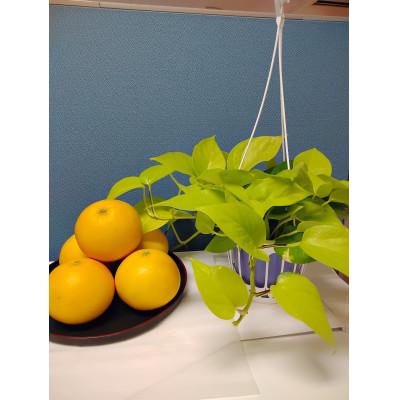 ふるさと納税 吉野ヶ里町 さがんルビー 計約5kg(吉野ヶ里町)