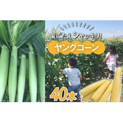 ふるさと納税 中央市 [先行受付][数量限定]ヤングコーン 40本