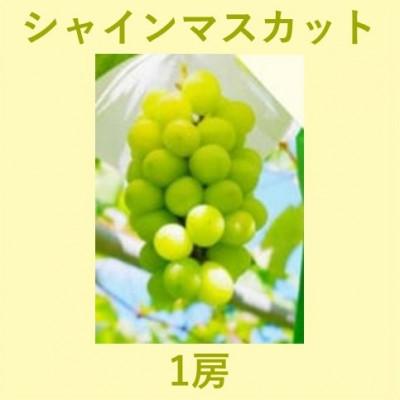 ふるさと納税 伊達市 2026年秋発送 大人気!福島県伊達市産 シャインマスカット 1房分約600g以上