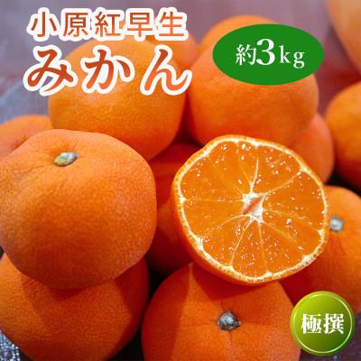ふるさと納税 丸亀市 小原紅早生みかん 約3kg 冷蔵 香川県 丸亀市 フルーツ 発送:2026年11月中旬〜