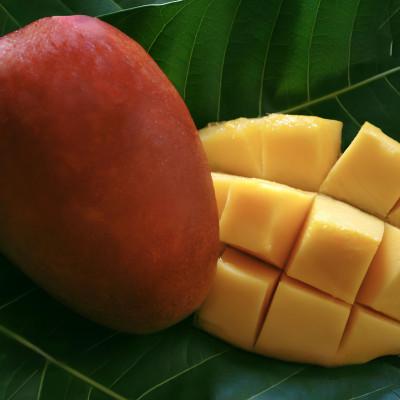 ふるさと納税 今帰仁村 [2026年6月下旬から順次発送・贈答用]みなとばる農園の完熟アップルマンゴー1kg(2〜3玉)