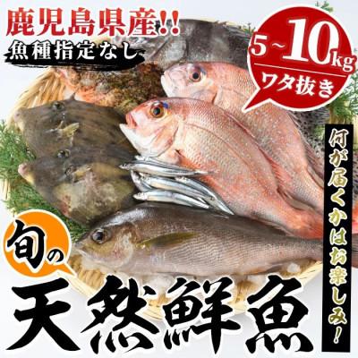 ふるさと納税 阿久根市 旬の天然鮮魚 BOXセット (5〜10kg)【さるがく