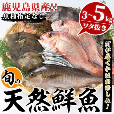 ふるさと納税 阿久根市 旬の天然鮮魚 BOXセット (3〜5kg)[さるがく水産]akn028-30