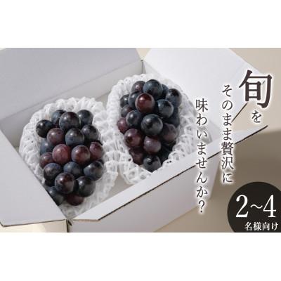 ふるさと納税 甲州市 [先行予約2026年]甲州市産 種無し巨峰 2房入(約900g)