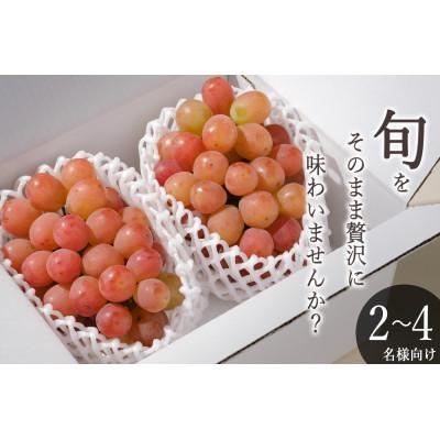 ふるさと納税 甲州市 [先行予約2026年]甲州市産 サンシャインレッド 2房入(約1.1kg)