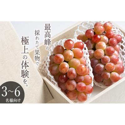 ふるさと納税 甲州市 [先行予約2026年]甲州市産 大粒サンシャインレッド 2房入(約630g/房)