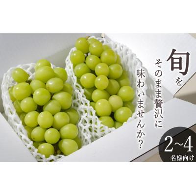 ふるさと納税 南アルプス市 <先行予約2026年>南アルプス市産 シャインマスカット 2房入(約1.1kg)