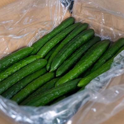 ふるさと納税 平取町 [先行予約/8月以降発送]秀品キュウリ1箱Мサイズ(約5kg)