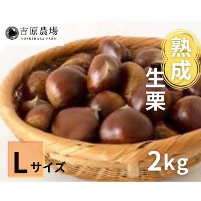 ふるさと納税 筑西市 [ 吉原農場 の 完熟栗 ] 熟成 生栗 2kg Lサイズ
