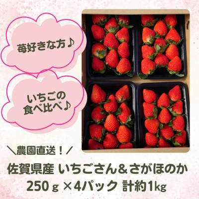 ふるさと納税 多久市 [R8年1月から順次発送] 苺の食べ比べ 1kg[佐賀県産さがほのか&amp;いちごさん](多久市)