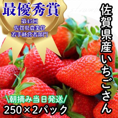 ふるさと納税 多久市 [R8年2月より順次発送]朝摘みいちご 佐賀県産いちごさん 約500g(約250g×2)(多久市)