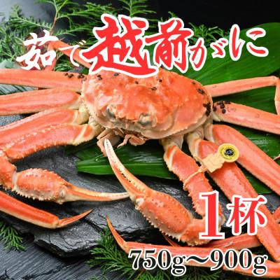 ふるさと納税 あわら市 [先行予約][2月発送限定]茹で越前がに 1杯 750g〜900g