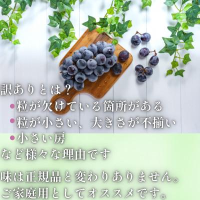 ふるさと納税 笛吹市 【2026年先行受付】山梨県産 紫玉 訳あり 1kg(3〜4房)_1