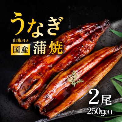 ふるさと納税 下妻市 国産 うなぎ蒲焼 上うなぎ2尾 合計250g以上