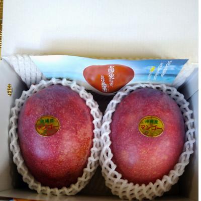 ふるさと納税 糸満市 [2026年6月下旬〜順序発送]贈答用 マンゴー 1kg 完熟 アーウィンマンゴー