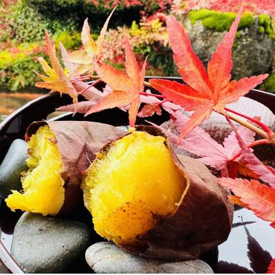 ふるさと納税 新庄市 自然が育む『あまはづき』1kg