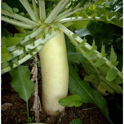 ふるさと納税 京丹後市 【先行予約】京丹後冬鍋野菜セット(2026年11月上旬〜発送) |  | 02