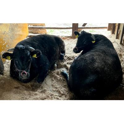 ふるさと納税 丹波篠山市 丹波篠山 肉の東門 牛至宝の【特選】赤身すき焼き肉　500g×1P　牛脂付き_2