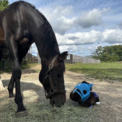 ふるさと納税 平取町 【競馬グッズ】特大ぬいぐるみ 絶対王者【オ