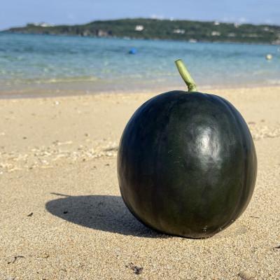 ふるさと納税 今帰仁村 [2026年4月上旬から順次発送]今帰仁村のお試しスイカ1玉(2.0kg〜3.0kg)