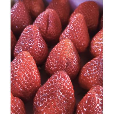 ふるさと納税 飯塚市 いちご(あまおう)福岡県産