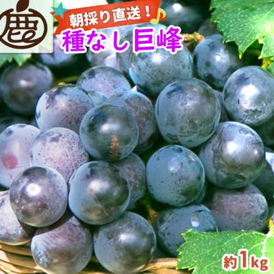 ふるさと納税 有田川町 巨峰 約1kg[朝採り][葡萄][種なし]
