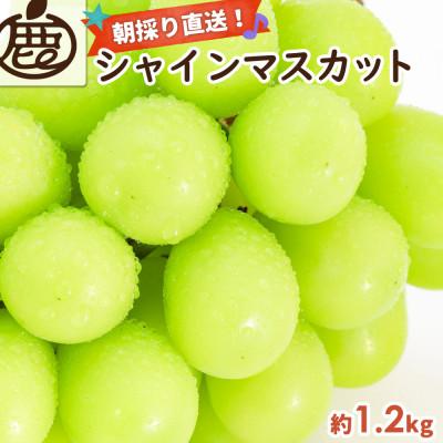 ふるさと納税 有田川町 シャインマスカット 約1.2kg[朝採り][そのまま食べられる]