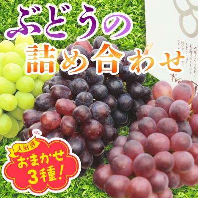 ふるさと納税 河内長野市 [2026年6月下旬〜順次発送]おまかせオリジナル品種3種詰め合わせ(皮ごと食べられる品種1房含む)