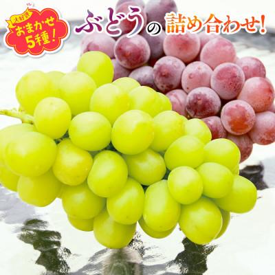 ふるさと納税 河内長野市 [2026年6月下旬〜順次発送]おまかせオリジナル品種5種 約2.8kg 中村オリジナルぶどう園