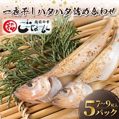 ふるさと納税 越前町 [のし付][越前海岸・美味直送シリーズ]一夜干しハタハタ詰合わせ(7〜9尾入り5パック)