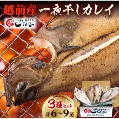 ふるさと納税 越前町 [のし付]越前産 かれい 「一夜干しカレイ3種セット(合計6〜9尾)」