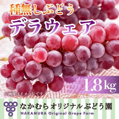 ふるさと納税 河内長野市 種なしぶどうデラウエア1.8kg [7月中旬〜発送]甘くて食べやすいお子様に人気の品種