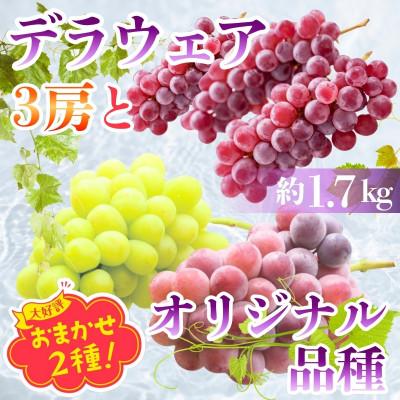 ふるさと納税 河内長野市 デラウエア3房とオリジナル品種おまかせ2種 約1.7kg 中村オリジナルぶどう園