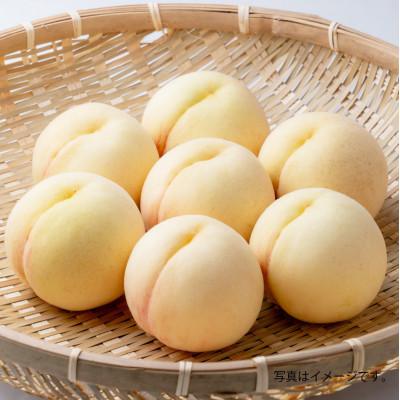 ふるさと納税 倉敷市 白桃 晩生種(大玉) 6-7玉(約2.2kg)[2026年8月〜9月発送]